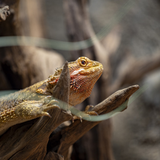 Inland bearded dragon