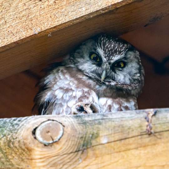 Little owl
