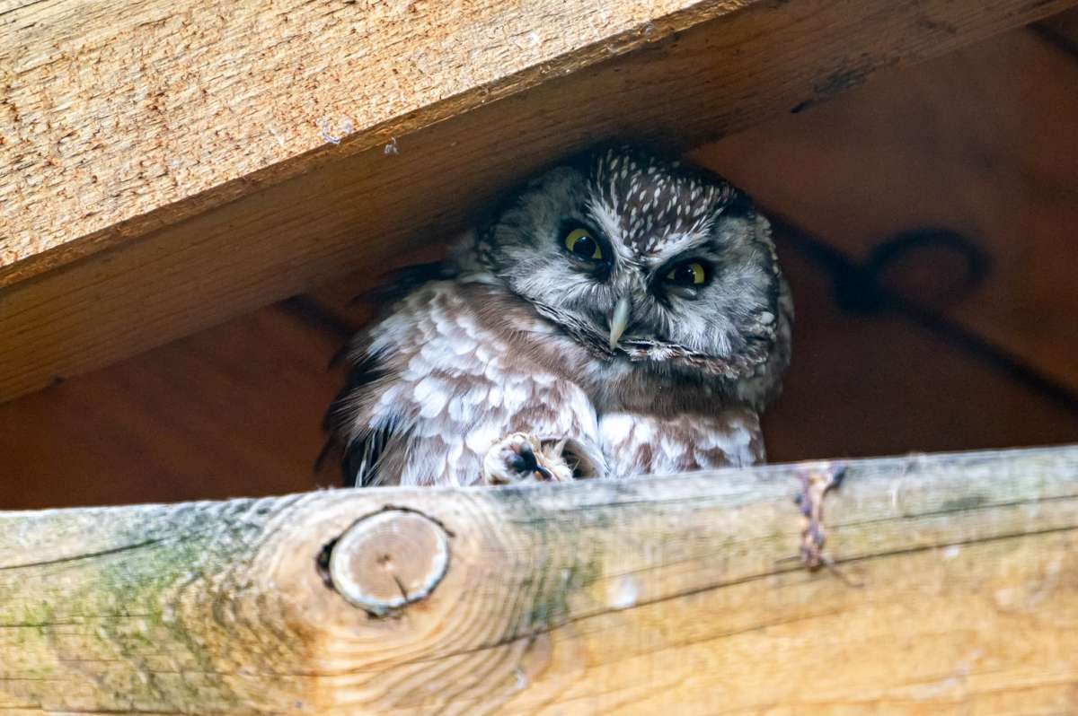 Little owl