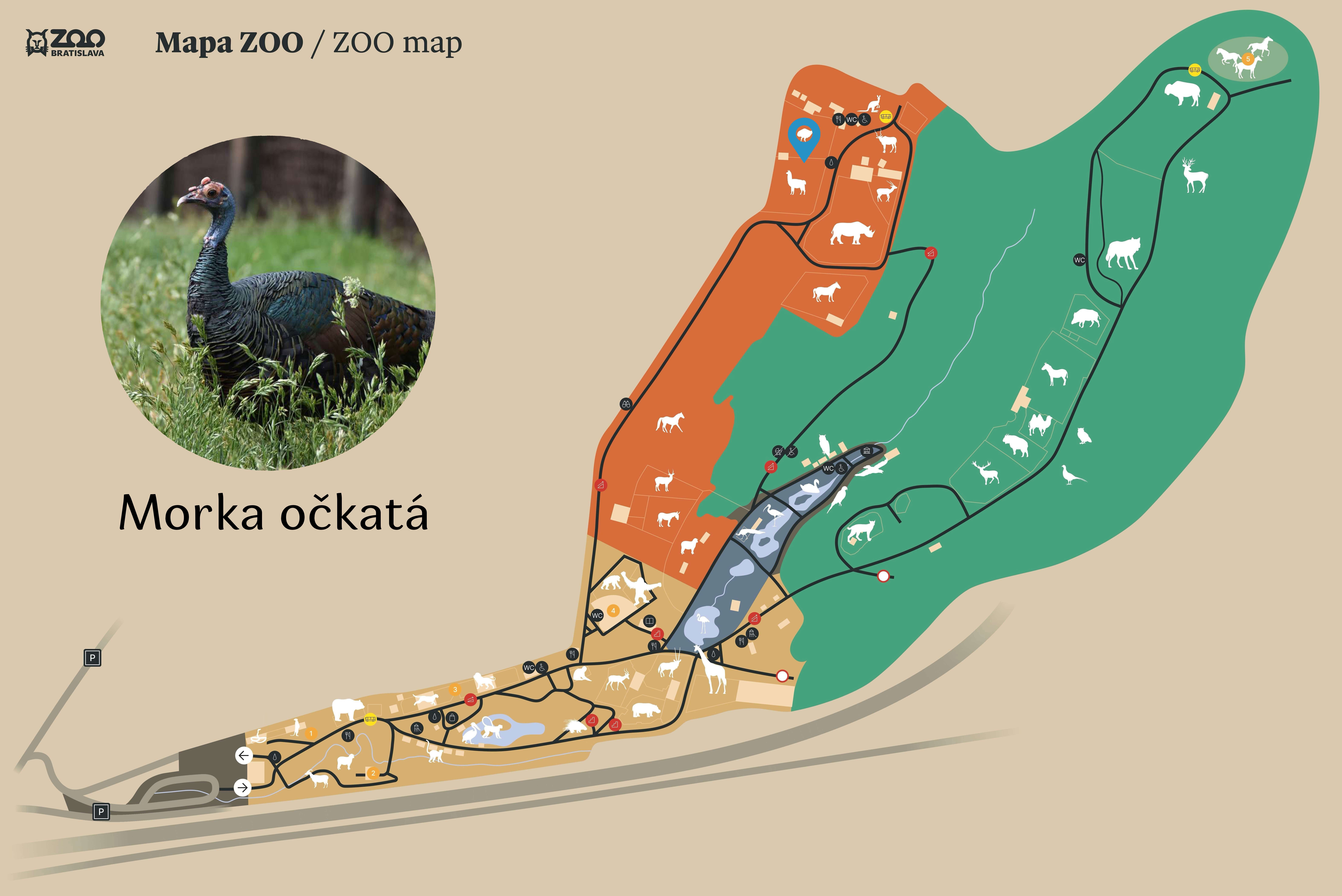 Poloha Morka očkatá v ZOO