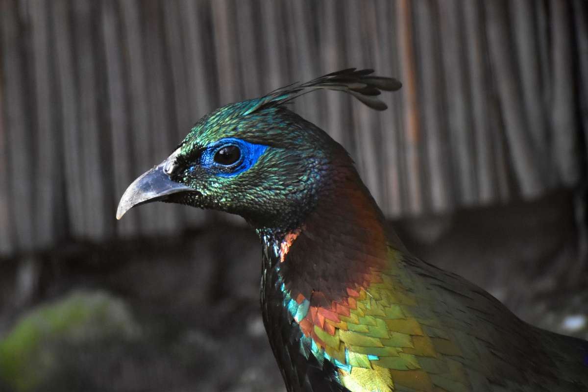 Monal lesklý