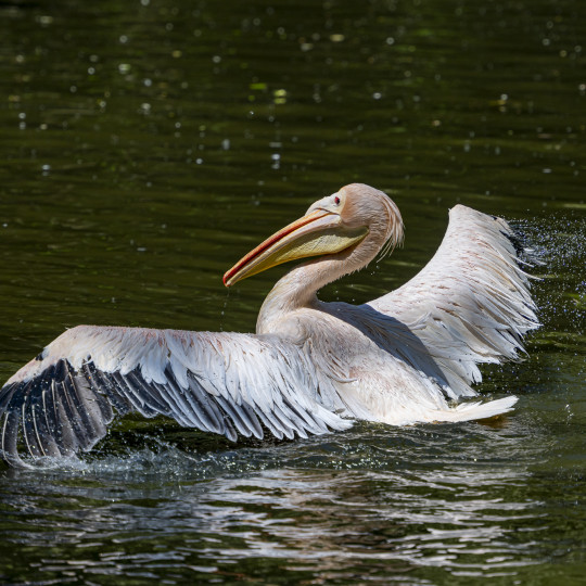 Eastern white pelican