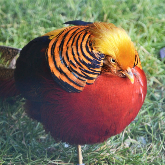 Golden pheasant