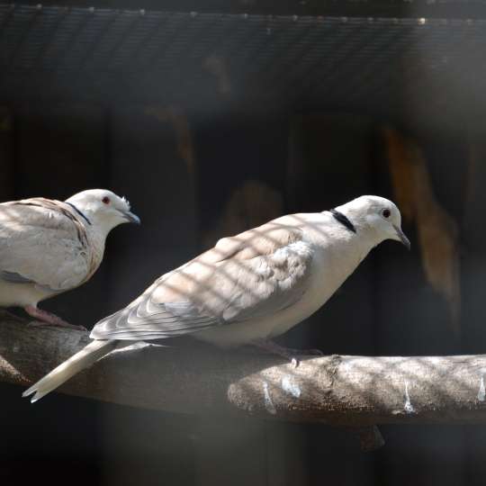 Pink-headed turtle dove