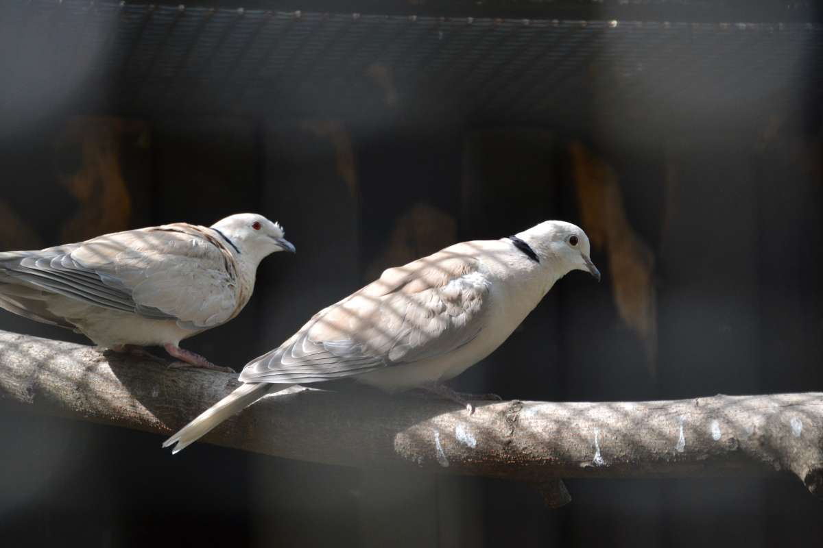 Pink-headed turtle dove