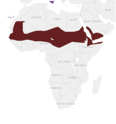 Location Pink-headed turtle dove