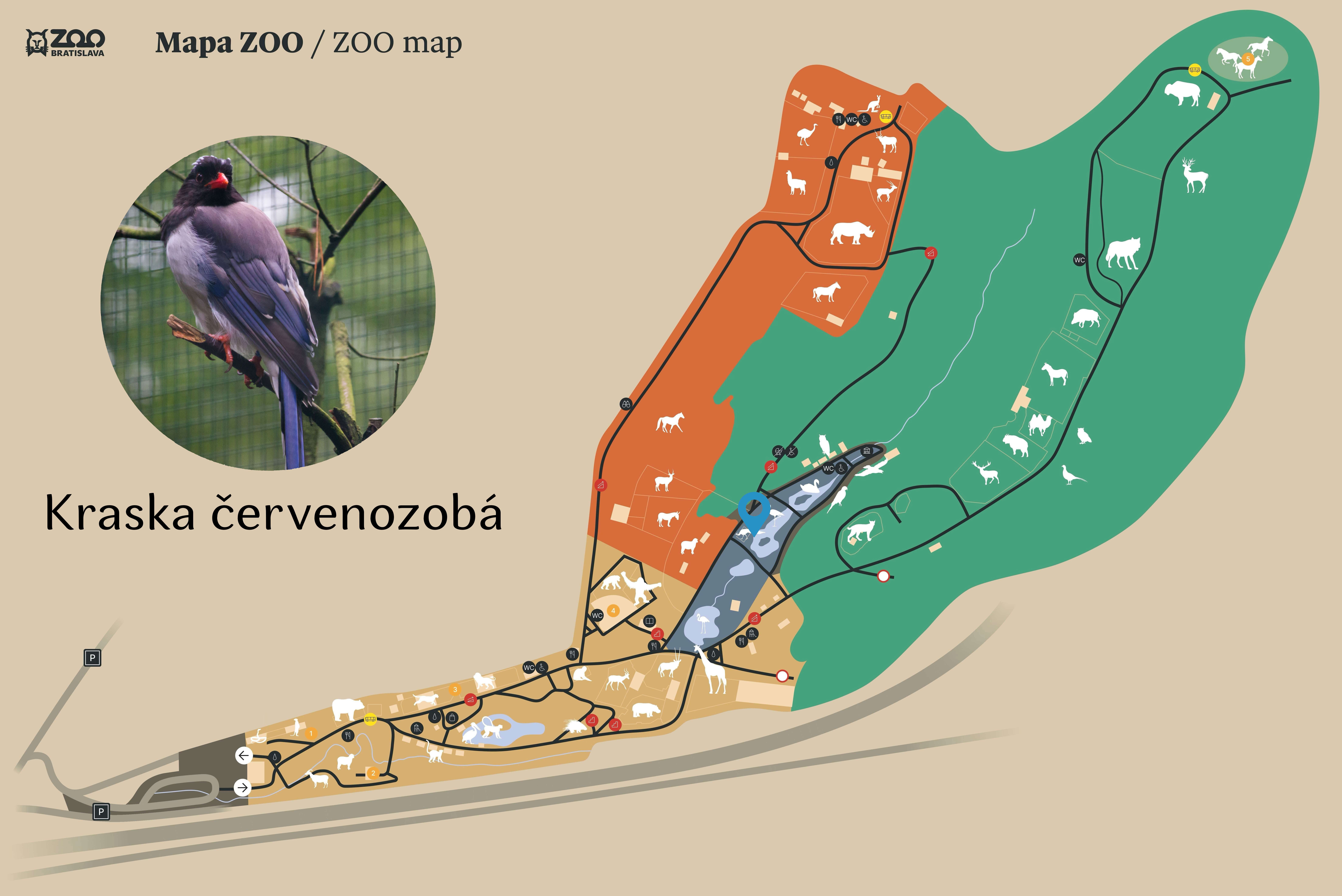 ZOO Red-billed blue magpie Exhibition