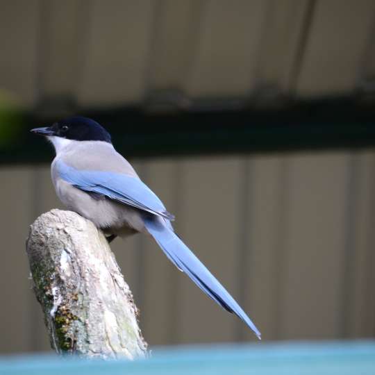 Iberian azure-winged magpie