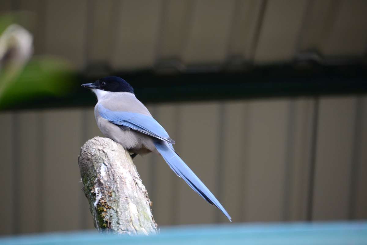 Iberian azure-winged magpie
