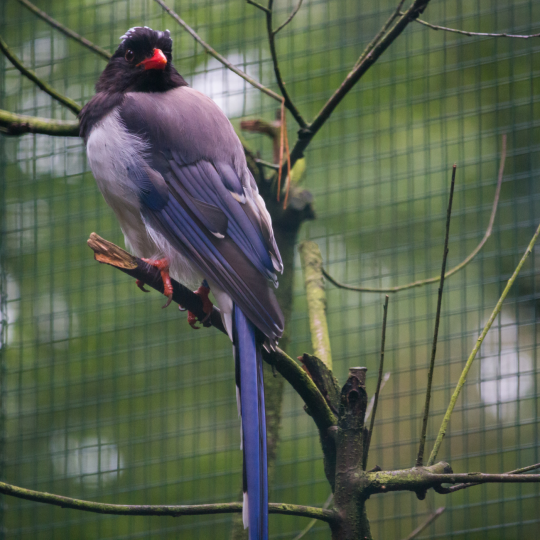 Red-billed blue magpie