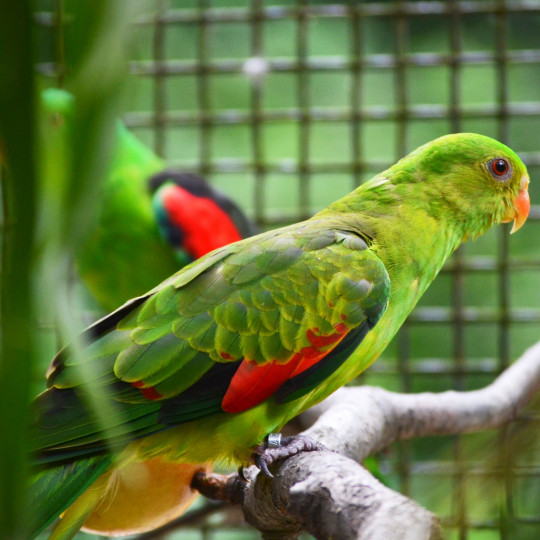 Red-winged parrot