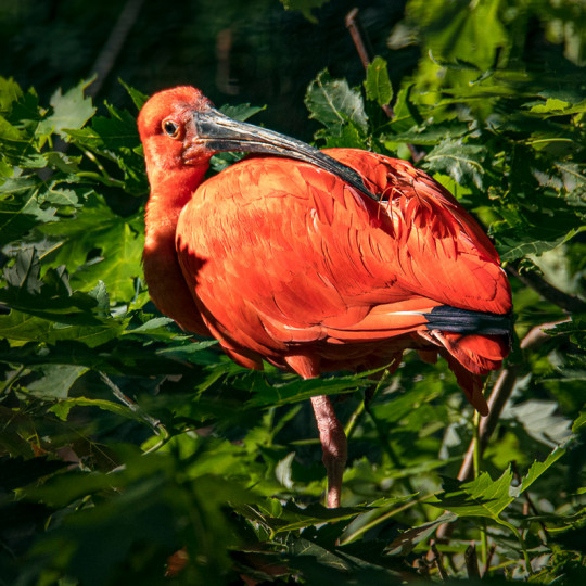 Scarlet ibis