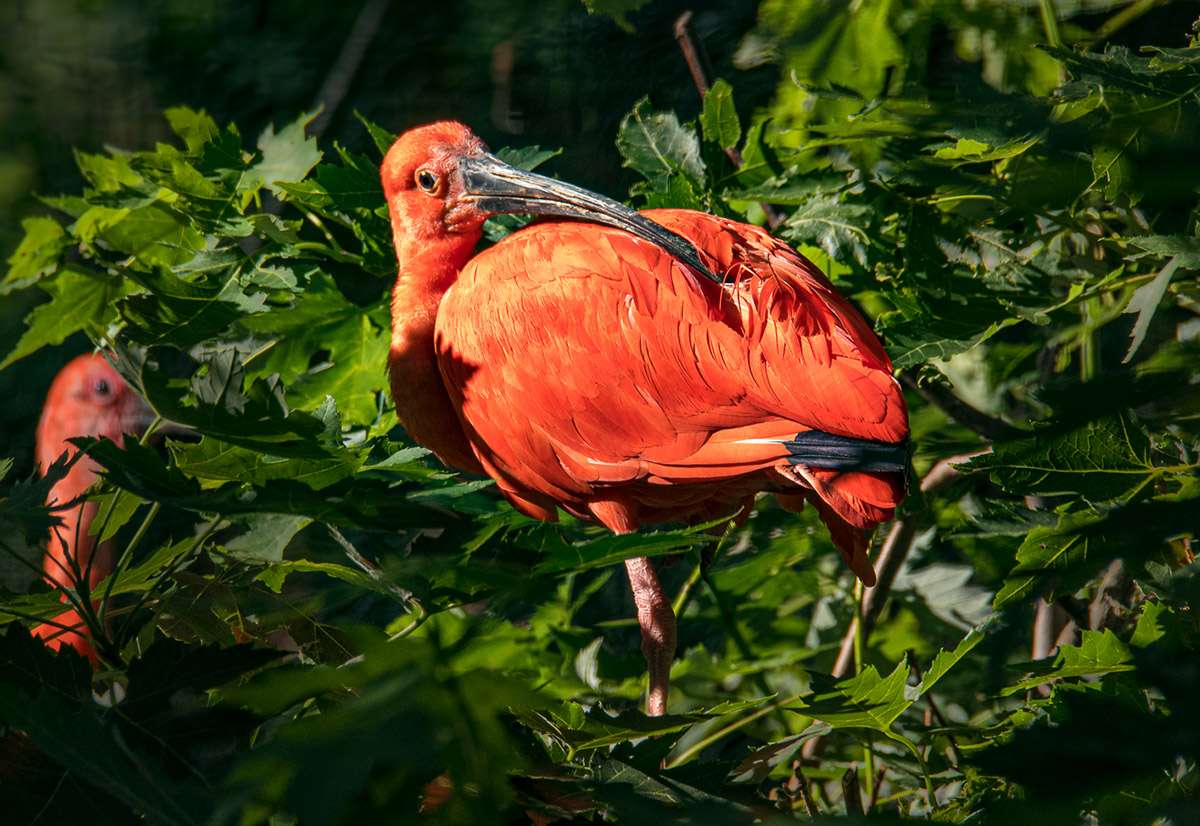 Scarlet ibis