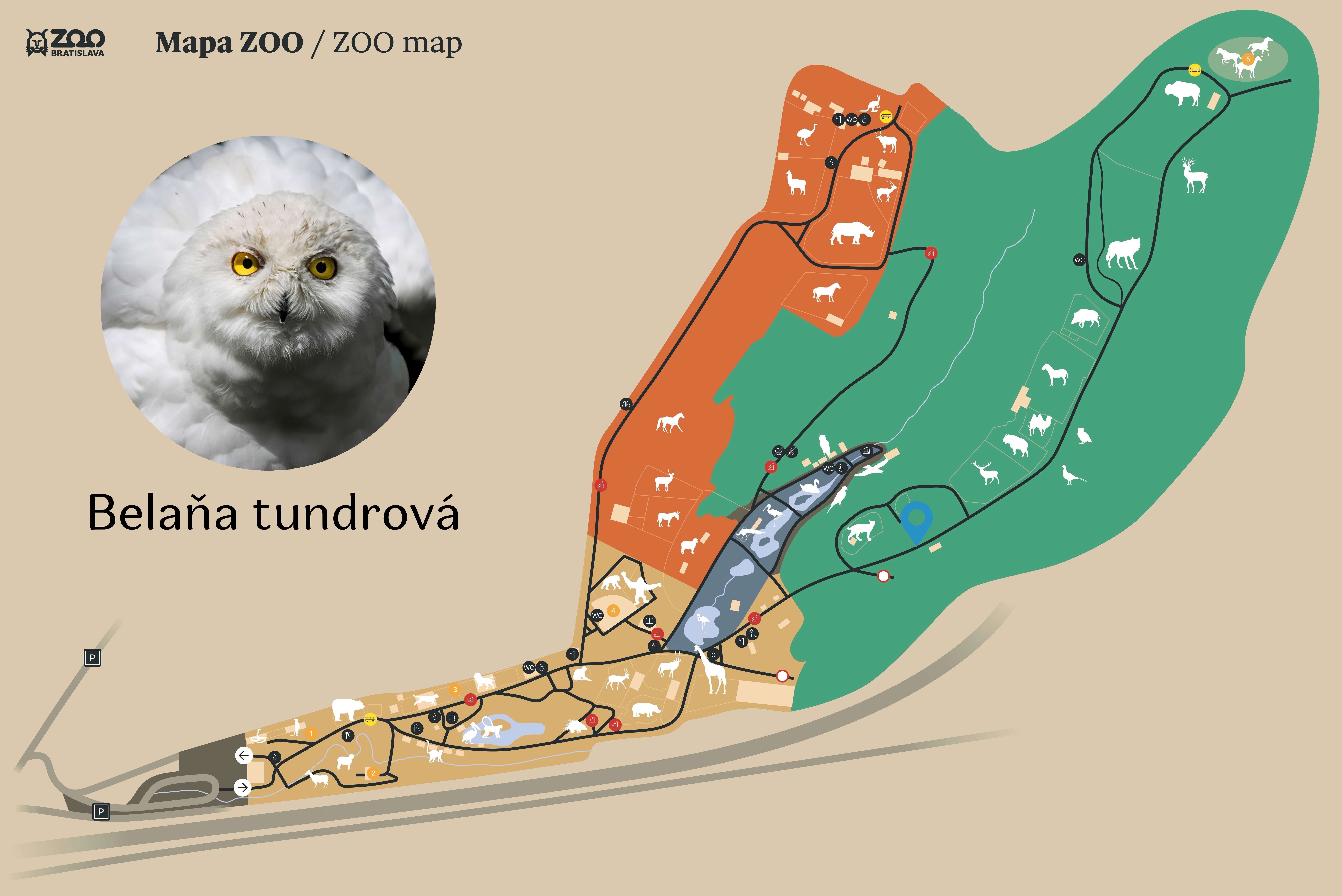 ZOO Snowy owl Exhibition