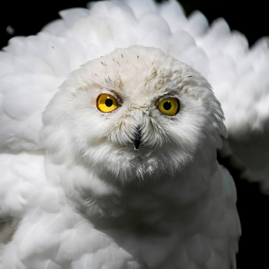 Snowy owl