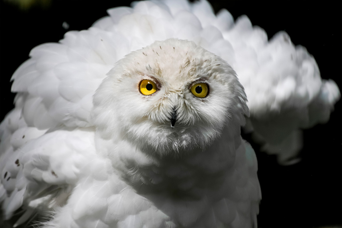 Snowy owl