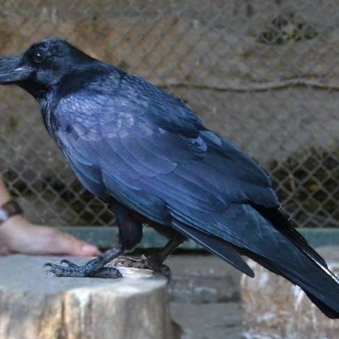 Common raven