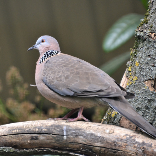 Spotted dove