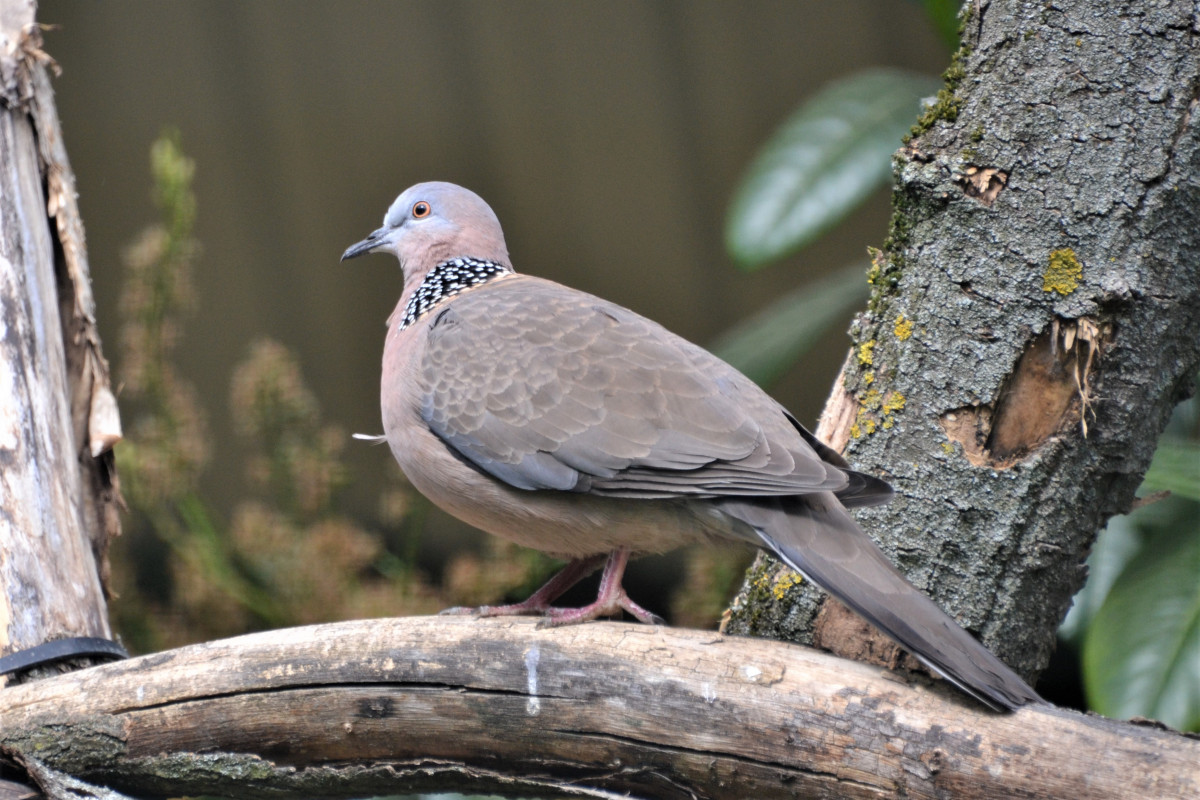 Spotted dove