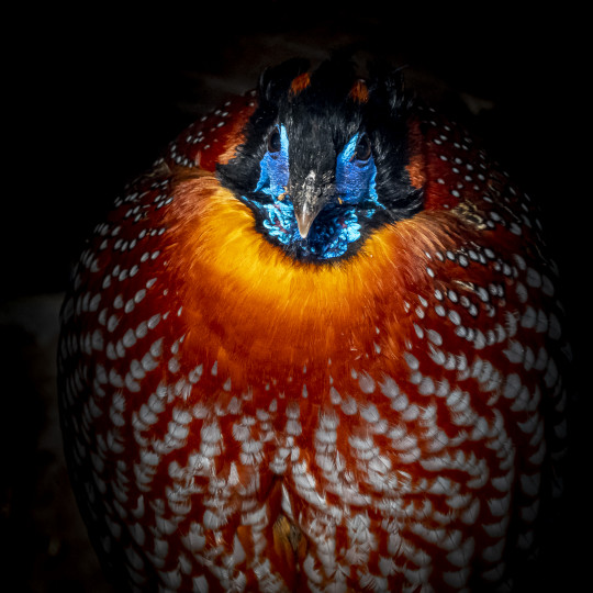 Temminck's tragopan