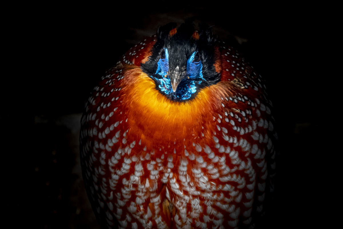 Temminck's tragopan