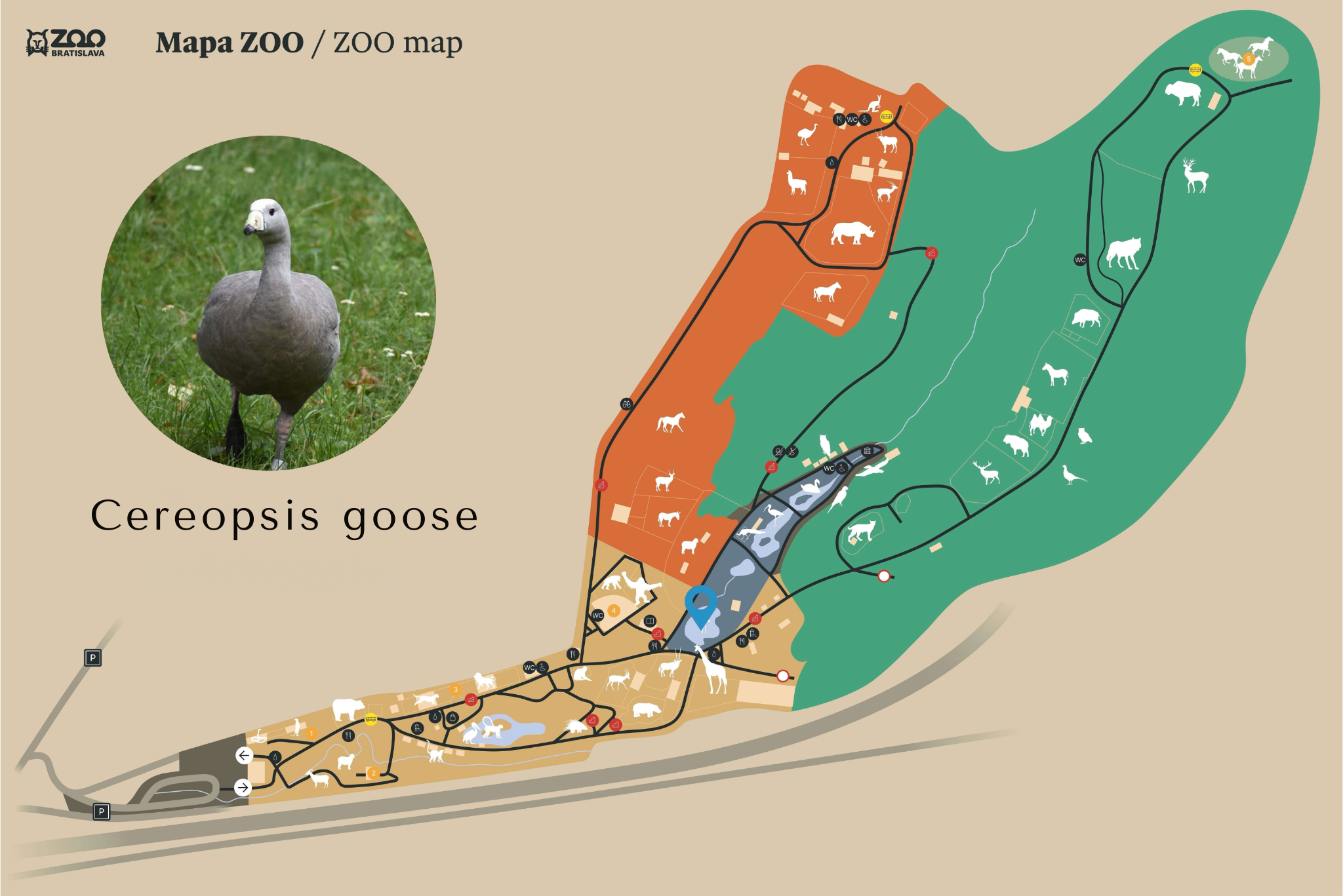 ZOO Cereopsis goose Exhibition