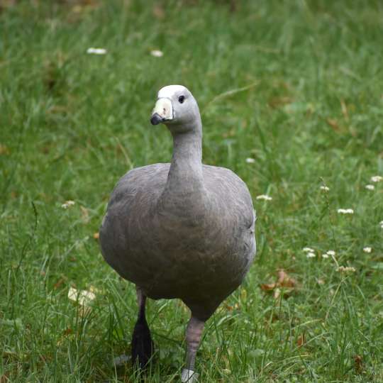 Cereopsis goose