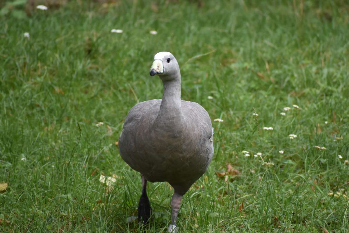 Cereopsis goose