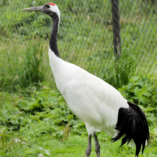 Red-crowned crane