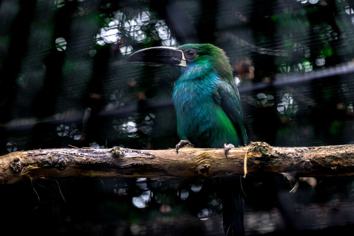 Tukaník veľký