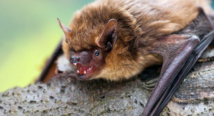 Užite si Noc netopierov v ZOO Bratislava
