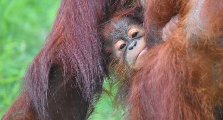 Rekonštrukčné práce v zoo pokračujú. Po hrošíkoch začínajú stavebné úpravy aj v pavilóne primátov