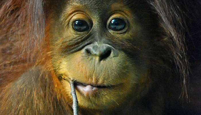 Orangutan sumatriansky (125 €/mesiac)
