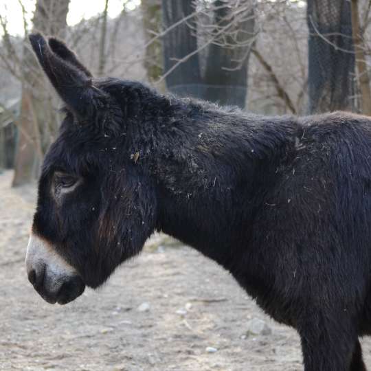 Domestic donkey