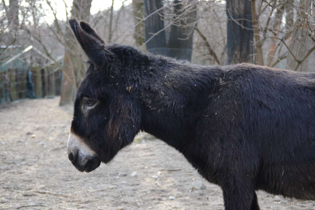 Somár domáci