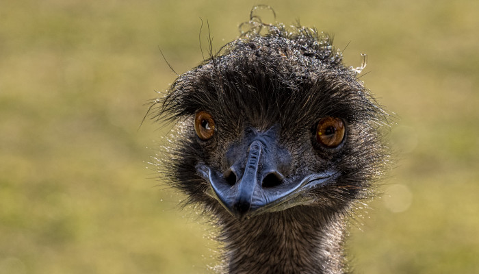 Emu hnedý (150 €/rok) 