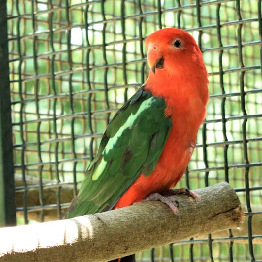 Australian king parrot