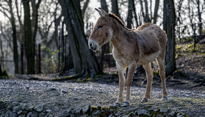 Kulan turkménsky (250 €/rok)