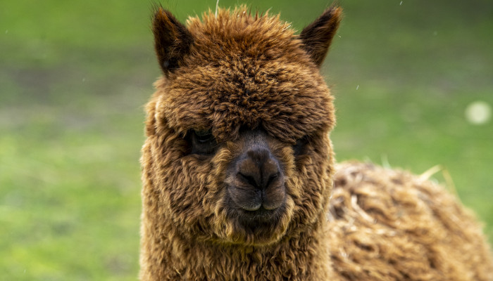 Lama alpaka (300 €/rok)