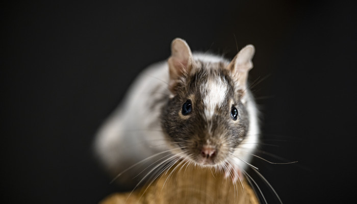 Osmák degu (45 €/rok)