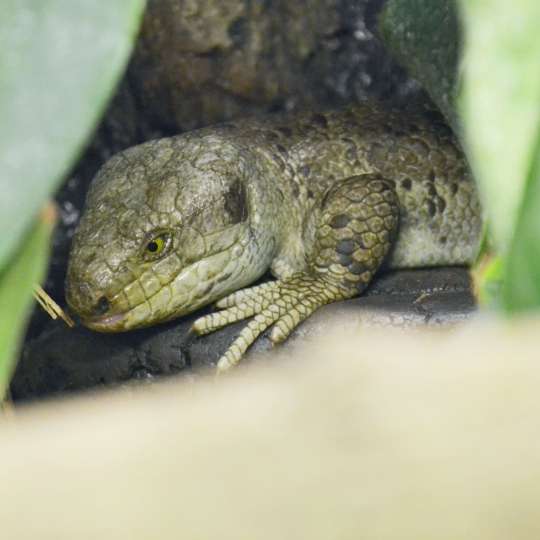 Solomon Islands skink