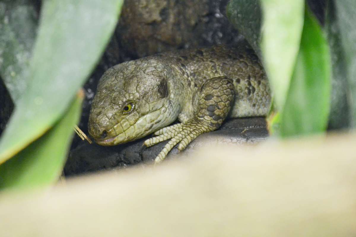 Solomon Islands skink