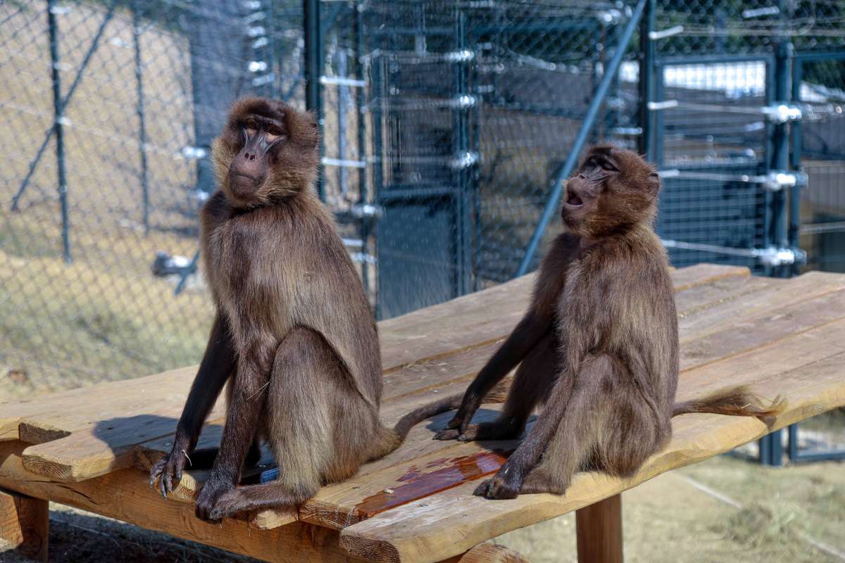 Do ZOO Bratislava prichádzajú prvé dželady. Nový výbeh ponúkne jedinečný výhľad na mesto