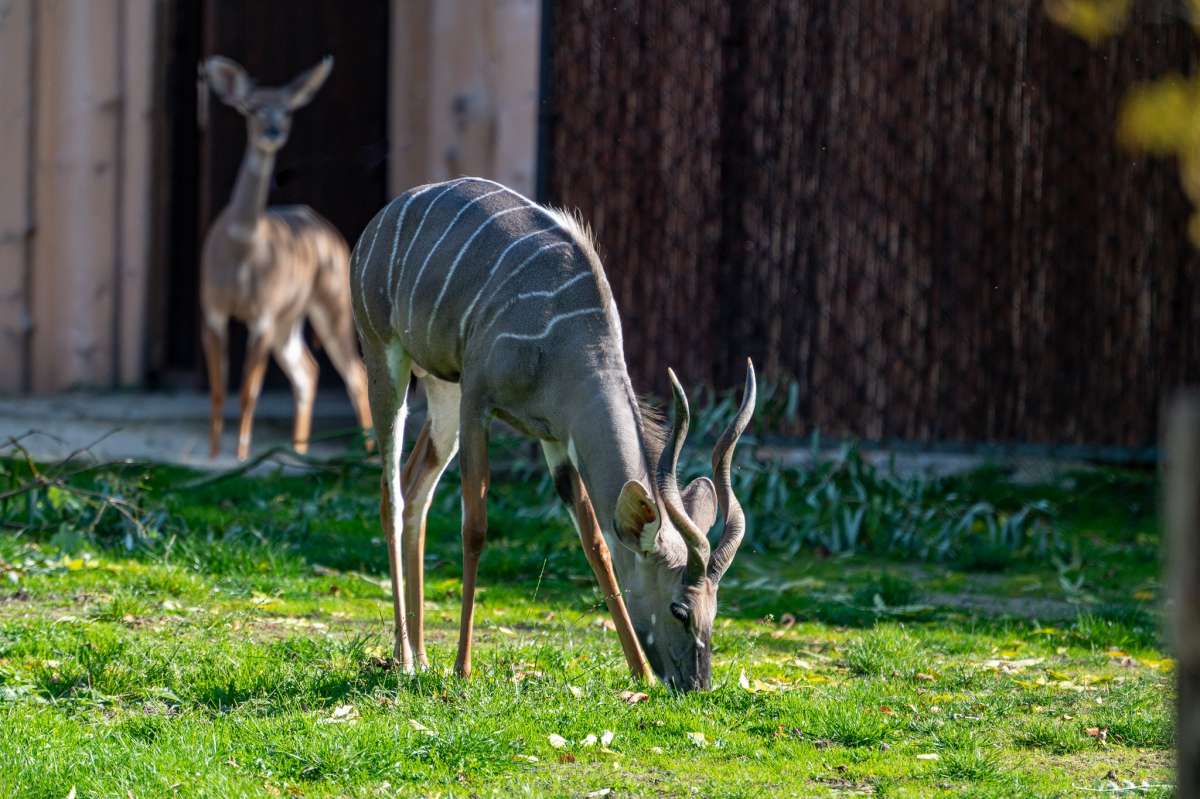 Lesser kudu