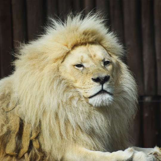 Obyvatelia našej ZOO