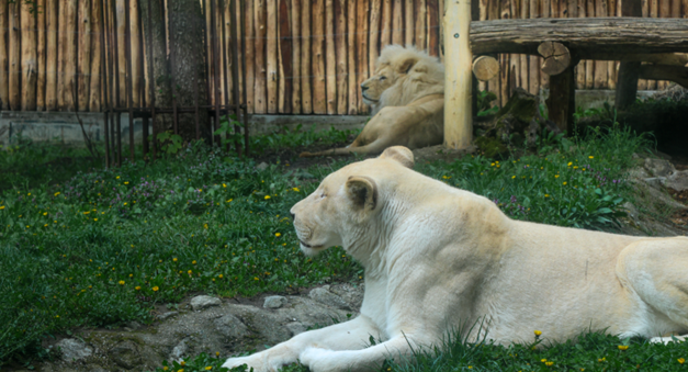 ZOO Bratislava spojila leví pár, môžete ich už vidieť v spoločnom výbehu  