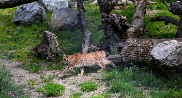 ZOO Bratislava privítala nové rysy a plánuje zapojenie do záchranného programu