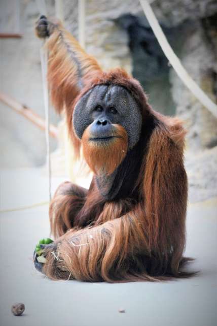 Samec orangutana sumatrianskeho sediaci na zemi, drzi v ruke brokolicu a druhou sa drží lana