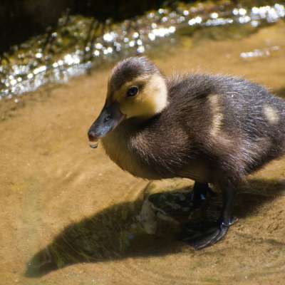 Chochlačka bielooká, 5 mláďat