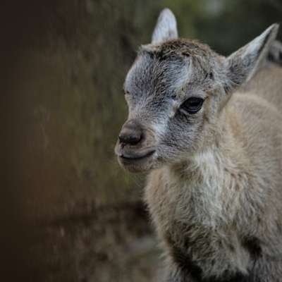 Kozorožec alpský, 2 mláďatá